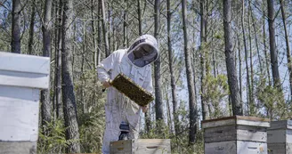 apiculteur des Ruchers du Born (Copier)